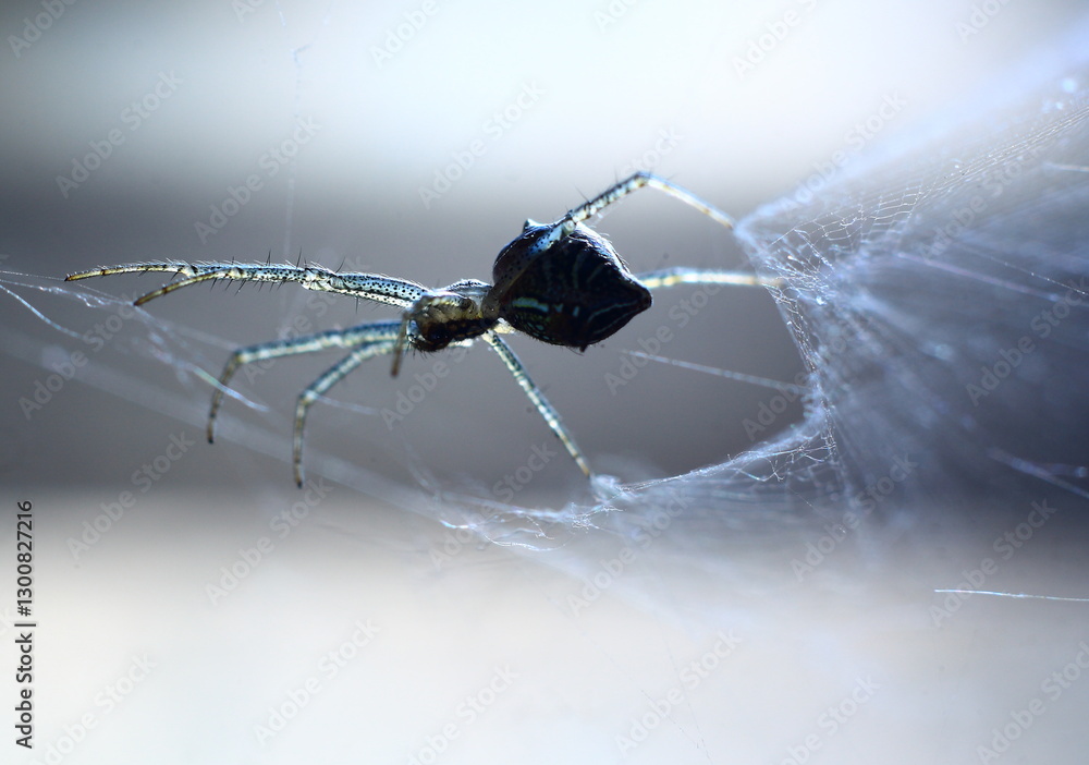 Wall mural spider in web nate closeup macro short