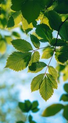 chestnut leaves with branch and sky background