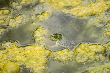 green frog in the lake