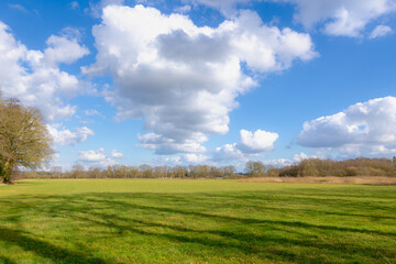 Landscape with bare tree on grass field, Typical Dutch polder with green meadow under blue sky and...