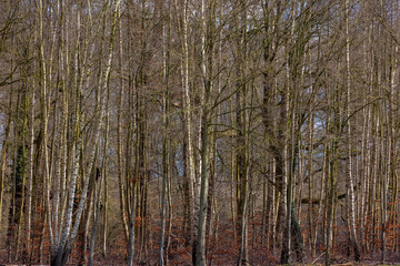 Selective focus of standing tree trunks with leafless in the wood, Bare branches trees and twig in late winter beginning of spring, Countryside forest in Netherlands, Nature pattern texture background