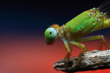 green dragonfly on a black background