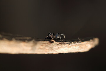 spider on a wooden background