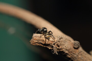 spider on a wooden background
