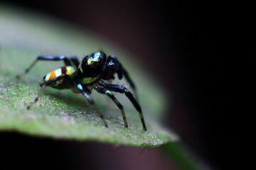 spider on a dark background