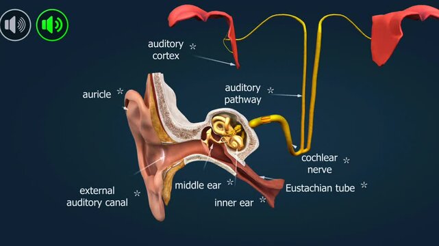  Anatomy of ear ossicles