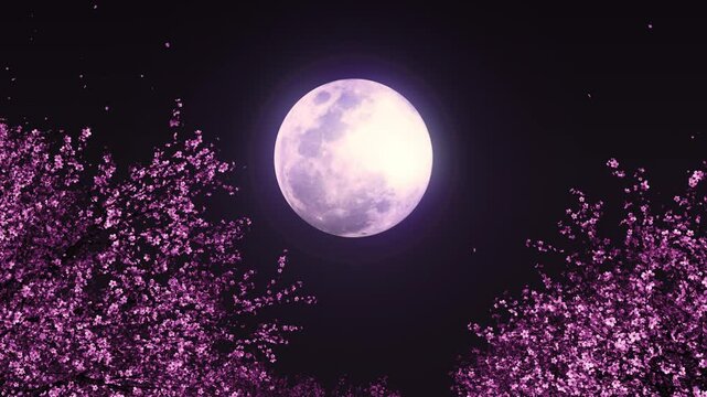 桜の木々の間から空を見上げる 月夜1