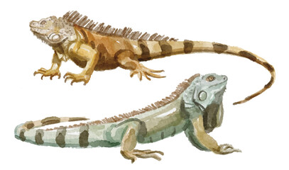 Watercolor set of iguana for logo, invitations and more