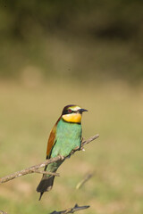 bee eater perched on branch, Merops apiaster, Porto Conte Park, Alghero, SS, Sardinia. Italy
