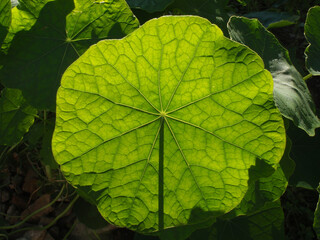 Natura