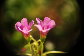 Natura