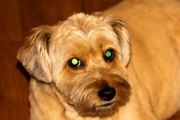 portrait of a dog