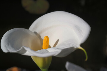 Natura