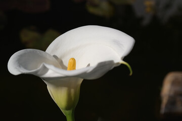Natura
