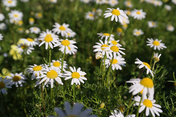 Natura