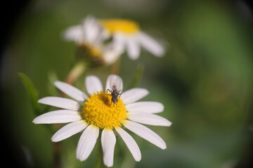 Natura