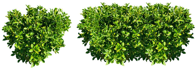 Obraz premium Green bush isolated on transparent background for landscaping design, Euonymus, spindle bush