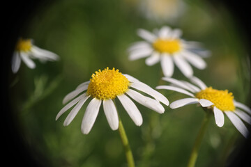 Natura
