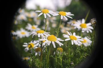 Natura