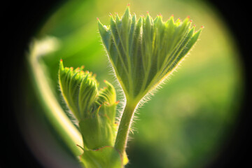 Natura