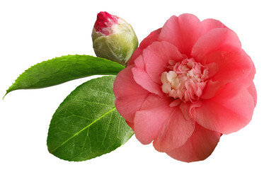 Camellia flower with flower bud and green leaves isolated on transparent background for floral and...