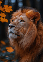 Fototapeta premium Majestic lion in natural habitat. Selective focus.