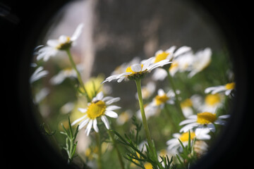 Natura