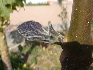 Natura