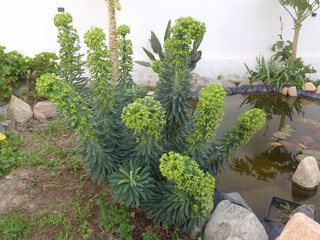 Natura