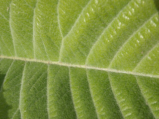 Natura
