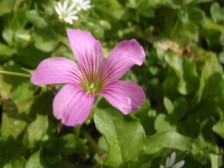 Natura