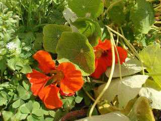 Fototapeta premium Natura