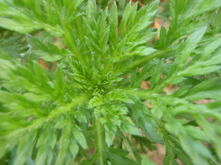 Natura