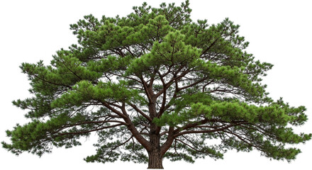 Majestic Pine Tree A Symbol of Resilience and Longevity
