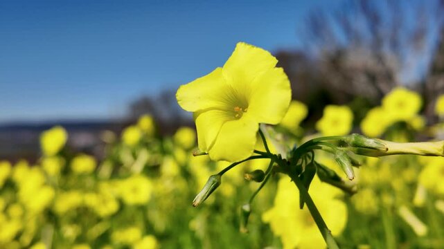 Bermuda buttercup flowers gently swaying in the breeze