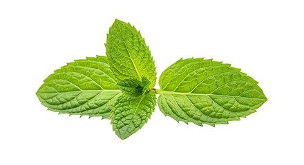 fresh mint leaves