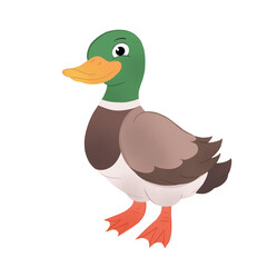 Duck