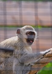 VERVET MONKEY