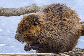 A Wet  Beaver on The Shores of a Iced Over Lake Clenches It Fists © mtruchon