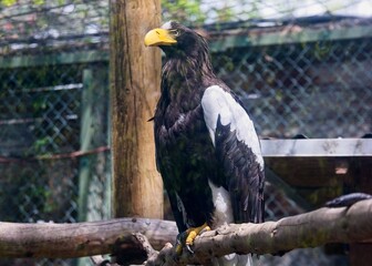 STEELER'S SEA EAGLE
