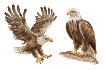 Watercolor set of bald eagle for logo, invitations and more