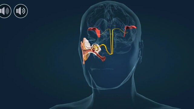 The mechanism of hearing