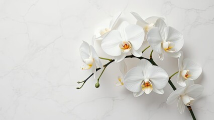 Elegant White Phalaenopsis Orchids on Marble Background