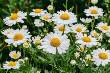 Fototapeta premium Water Droplets on White Daisies in Lush Green Foliage