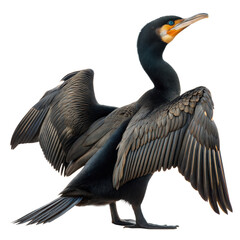 Cormorant AI Generated Image