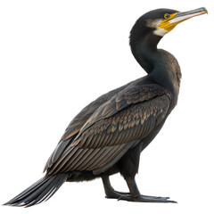 Fototapeta premium Cormorant AI Generated Image