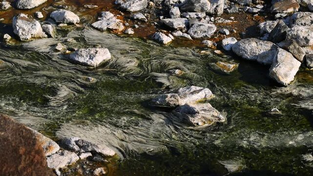 Chloroflexus aurantiacus in hot springs