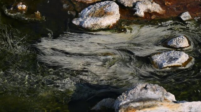 Chloroflexus aurantiacus in hot springs