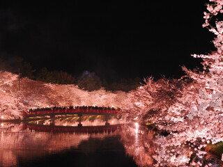弘前さくらまつりの夜桜
