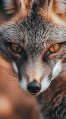 close-up photo of a bat-eared fox
